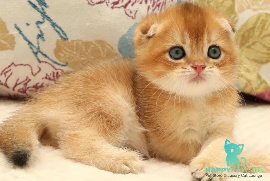 Zhan Scottish Fold male black golden shaded - live animals