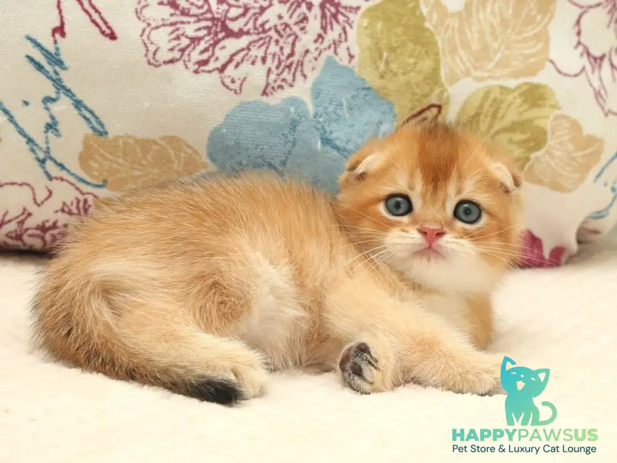 Zhan Scottish Fold male black golden shaded - live animals
