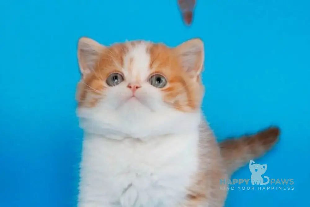 Zhan Scottish Straight male cinnamon spotted tabby bicolour live animals