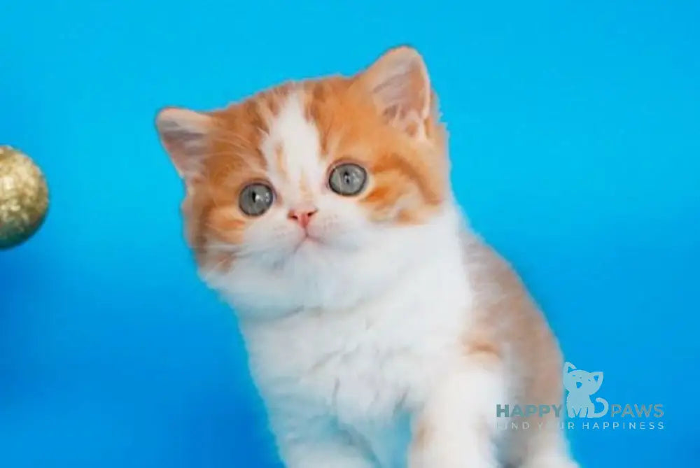 Zhan Scottish Straight male cinnamon spotted tabby bicolour live animals