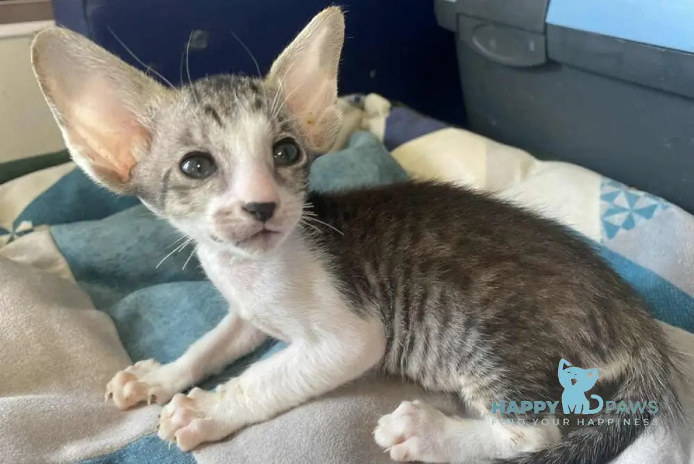 Zharynka Oriental Shorthair female black spotted tabby bicolour live animals