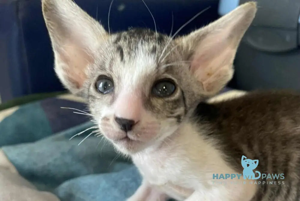 Zharynka Oriental Shorthair female black spotted tabby bicolour live animals