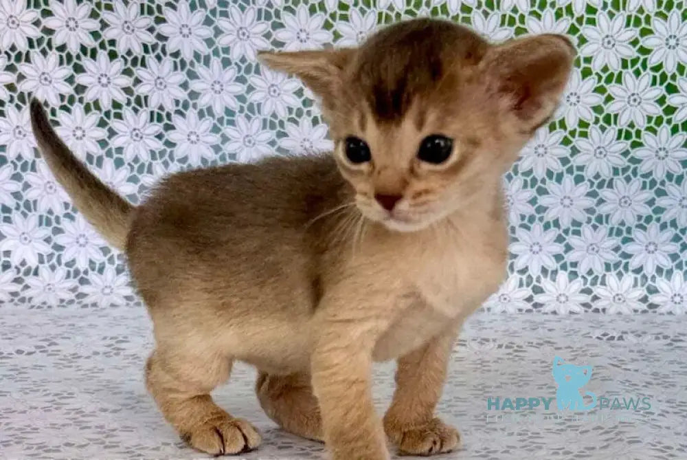 Zhasmin Abyssinian female blue - live animals