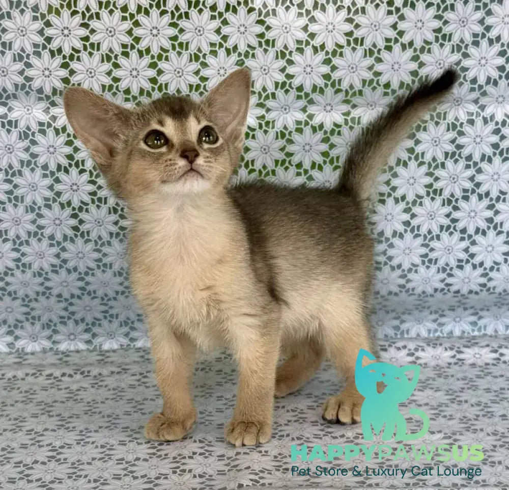 Zhasmin Abyssinian female blue - live animals
