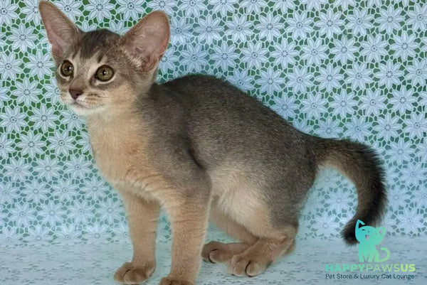 Zhasmin Abyssinian female blue - live animals