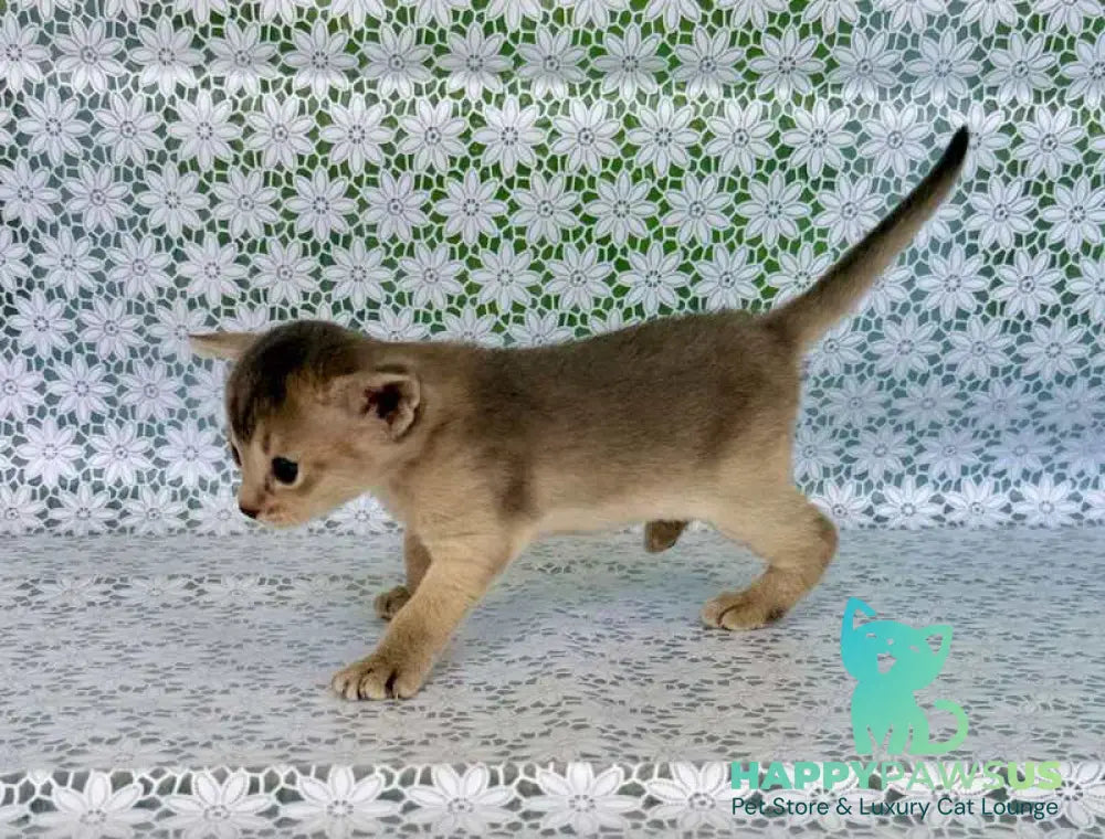 Zhasmin Abyssinian female blue - live animals