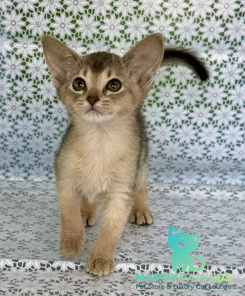 Zhasmin Abyssinian female blue - live animals