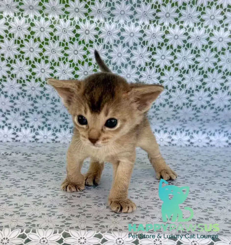 Zhasmin Abyssinian female blue - live animals
