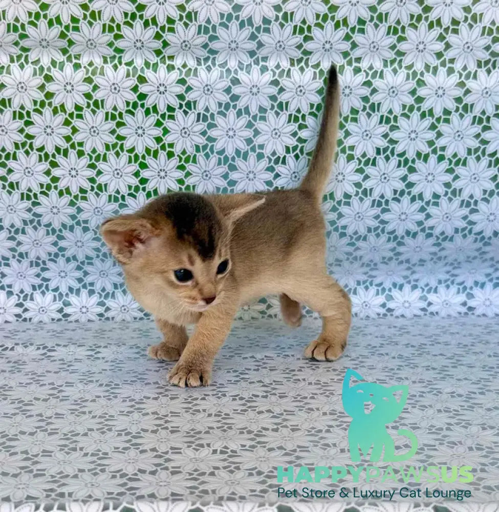 Zhasmin Abyssinian female blue - live animals