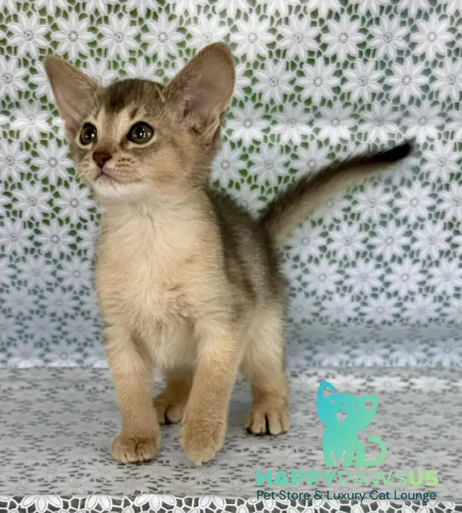 Zhasmin Abyssinian female blue - live animals