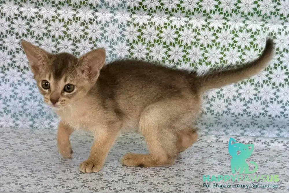 Zhasmin Abyssinian female blue - live animals