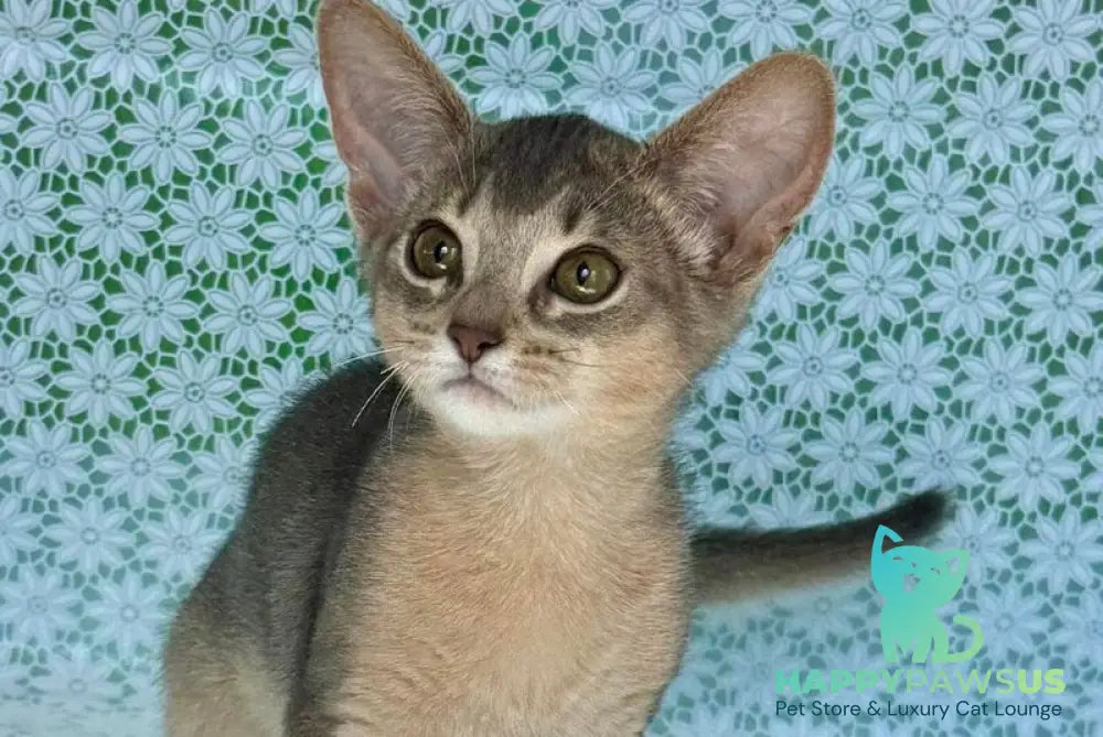 Zhasmin Abyssinian female blue - live animals