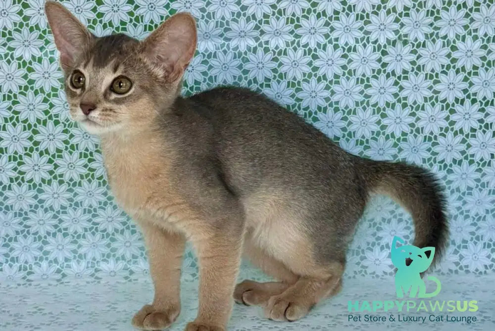 Zhasmin Abyssinian female blue - live animals