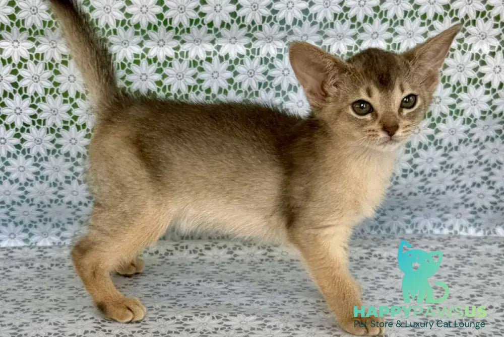 Zhasmin Abyssinian female blue - live animals