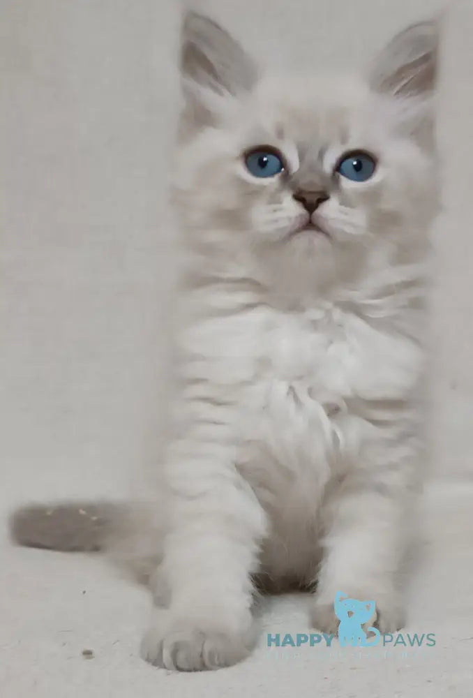 Zhelana Siberian female blue tabby pointed live animals