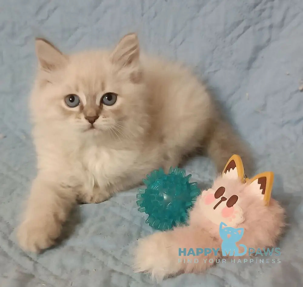 Zhelana Siberian female blue tabby pointed live animals