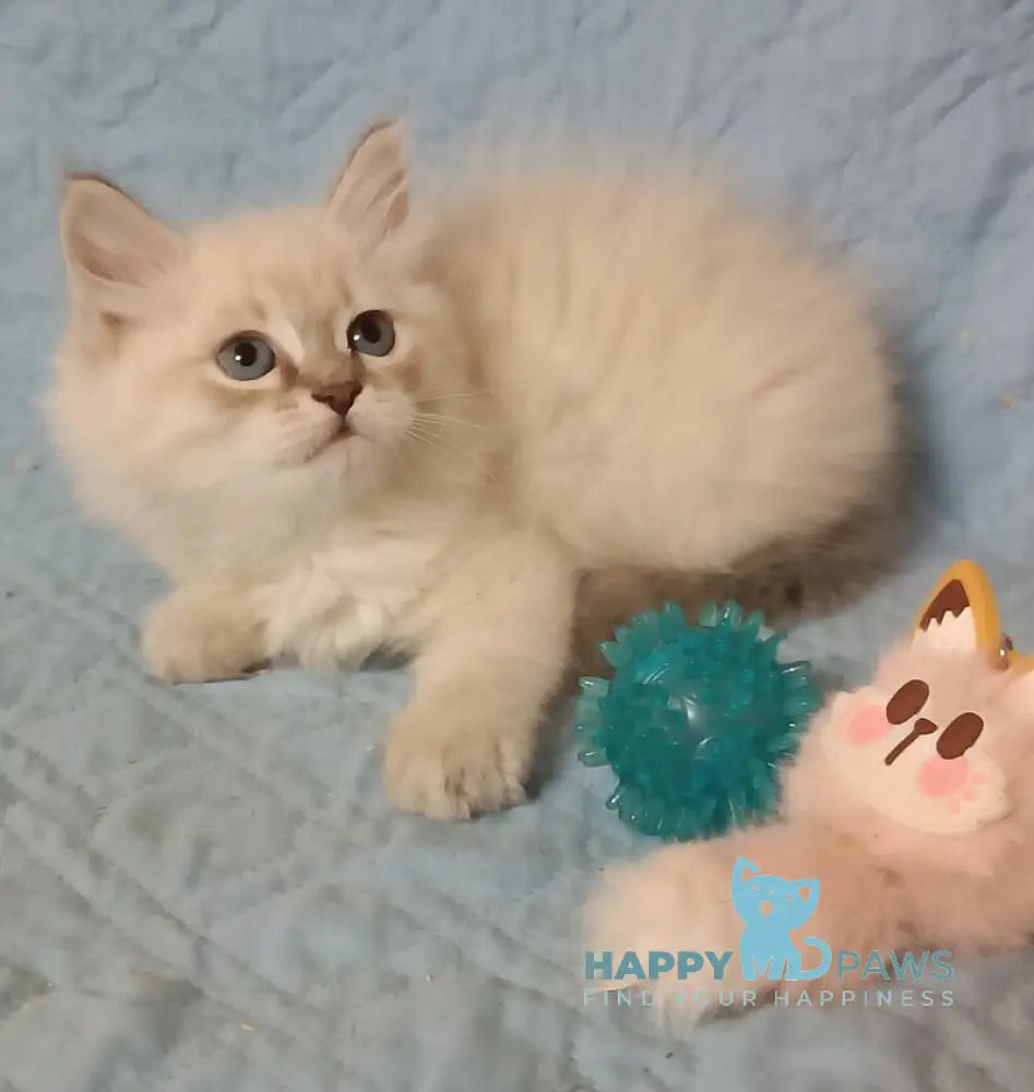 Zhelana Siberian female blue tabby pointed live animals