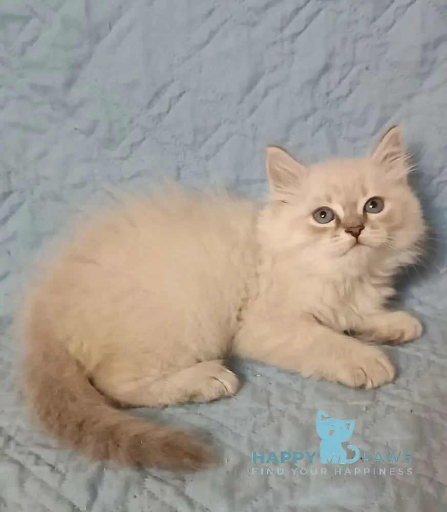 Zhelana Siberian female blue tabby pointed live animals