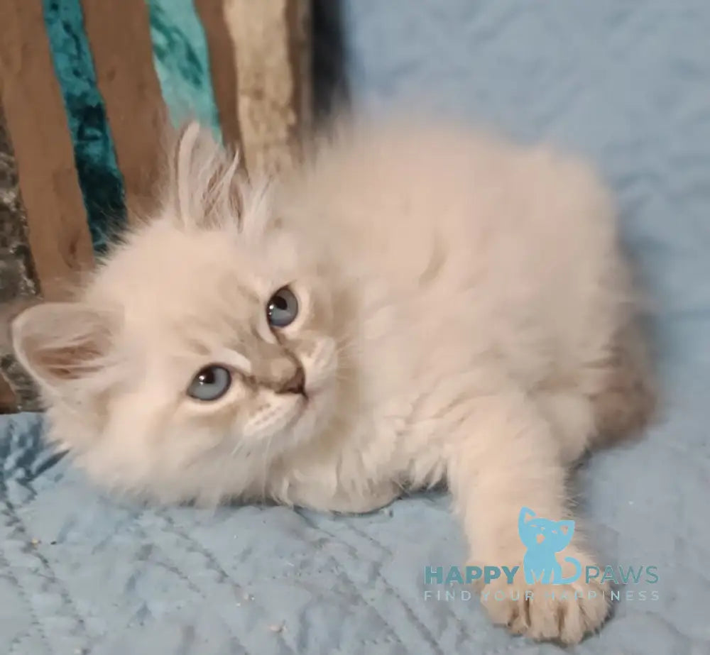 Zhelana Siberian female blue tabby pointed live animals