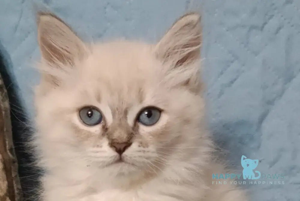 Zhelana Siberian female blue tabby pointed live animals