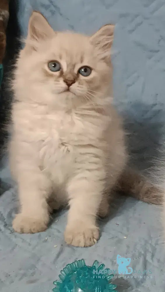 Zhelana Siberian female blue tabby pointed live animals