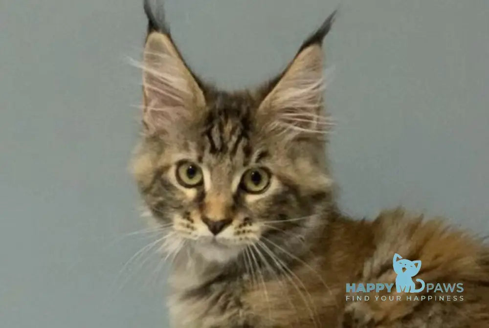 Zheneva Maine Coon female black tortie tabby live animals