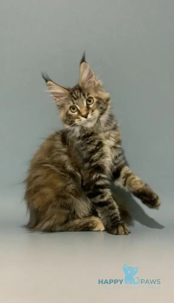 Zheneva Maine Coon female black tortie tabby live animals