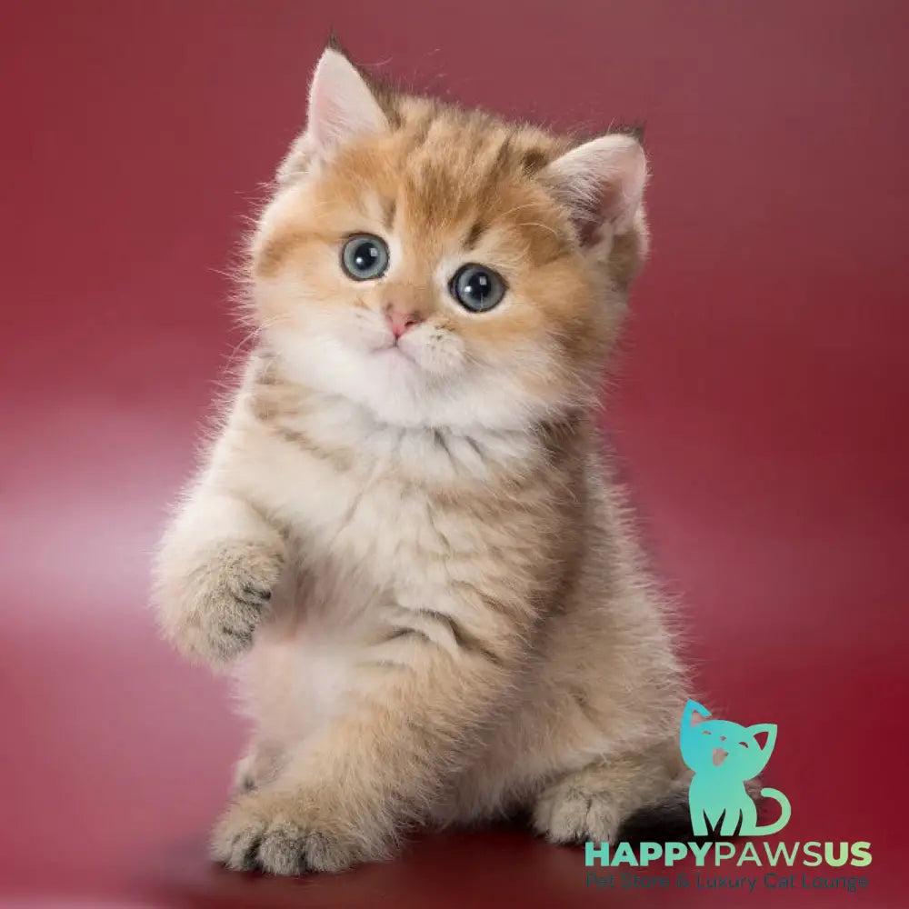 Zherar British Shorthair male black golden ticked tabby - live animals