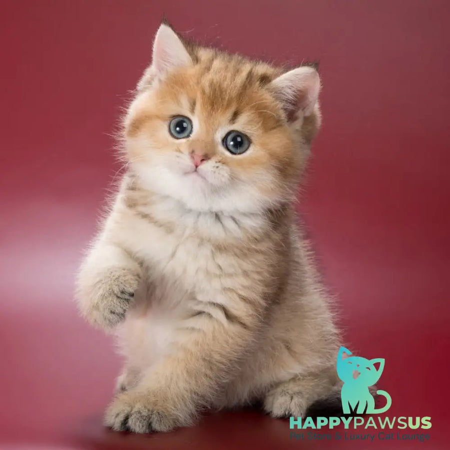 Zherar British Shorthair male black golden ticked tabby - live animals