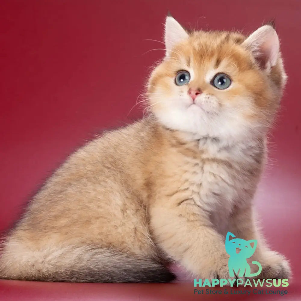 Zherar British Shorthair male black golden ticked tabby - live animals