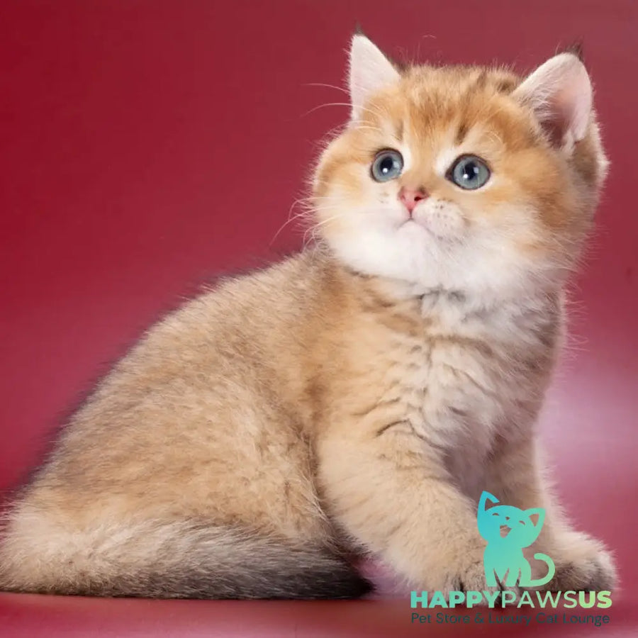 Zherar British Shorthair male black golden ticked tabby - live animals