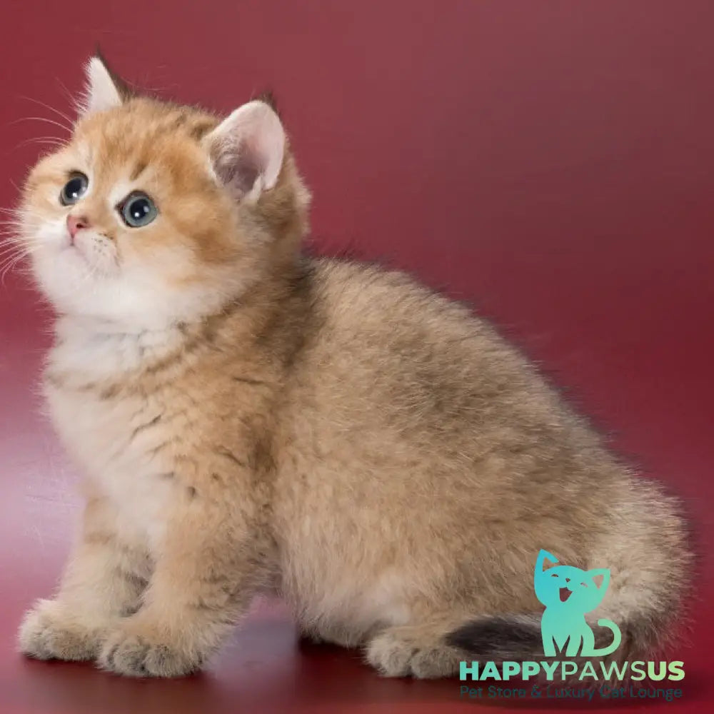Zherar British Shorthair male black golden ticked tabby - live animals