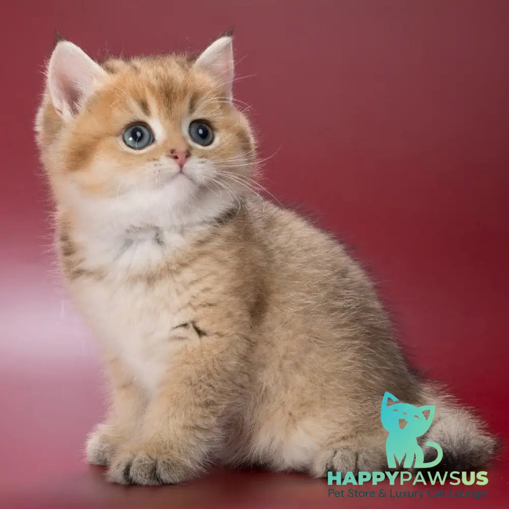 Zherar British Shorthair male black golden ticked tabby - live animals