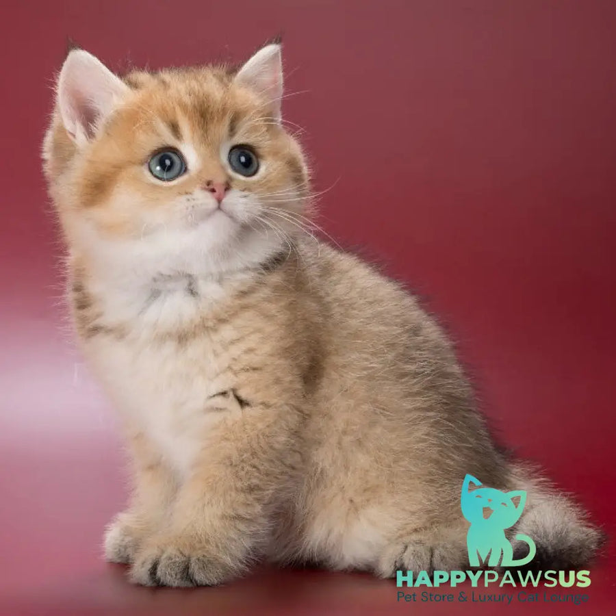 Zherar British Shorthair male black golden ticked tabby - live animals