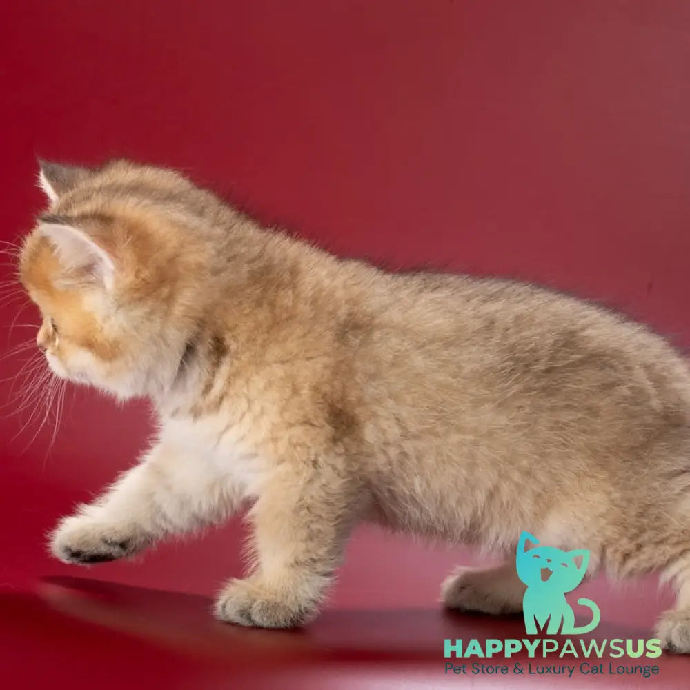 Zherar British Shorthair male black golden ticked tabby - live animals