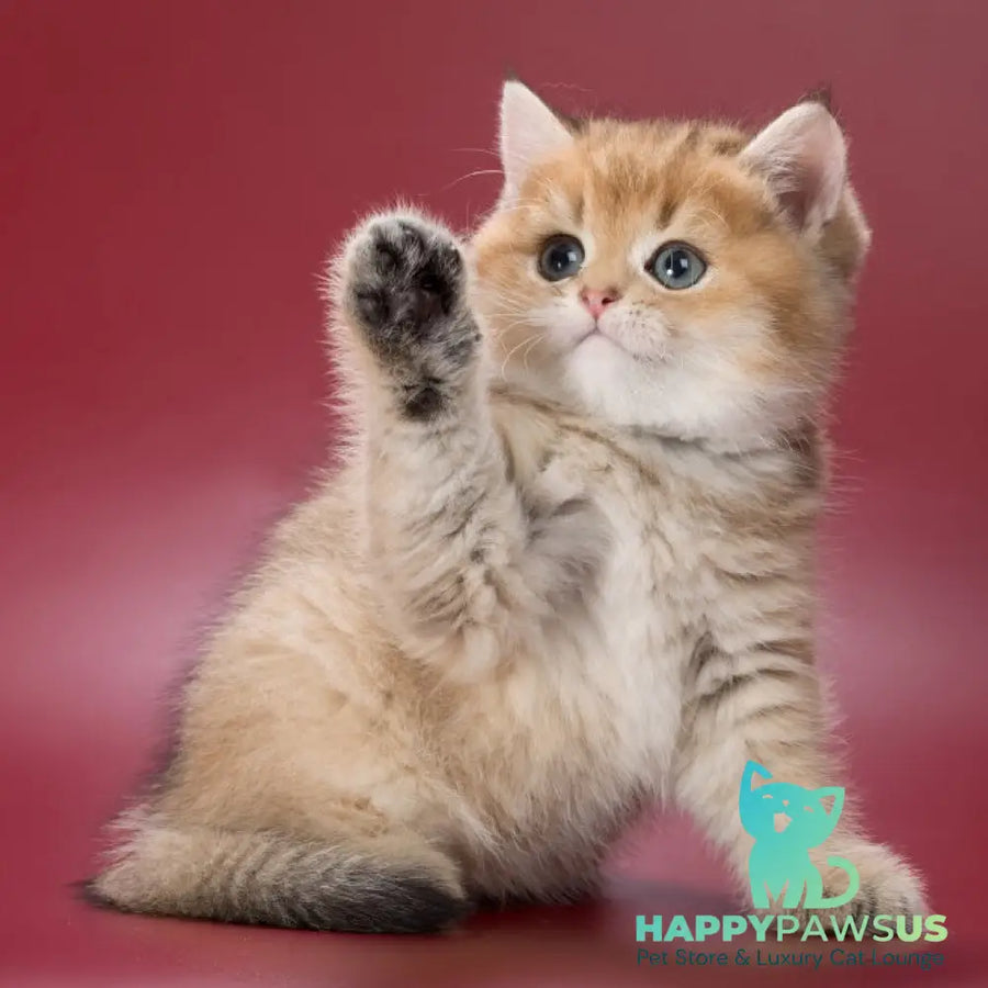 Zherar British Shorthair male black golden ticked tabby - live animals