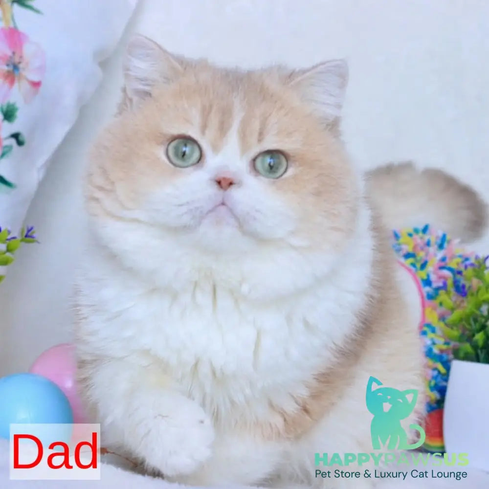 Zherom British Shorthair male black golden chinchilla - live animals