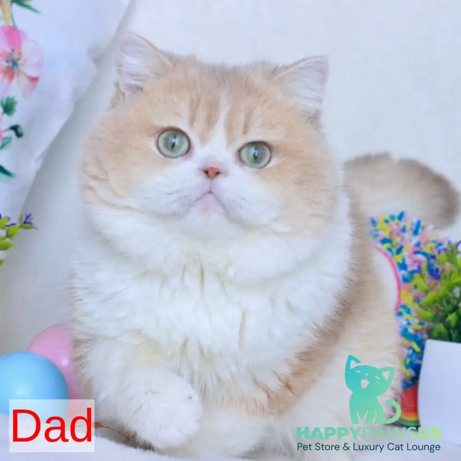 Zherom British Shorthair male black golden chinchilla - live animals