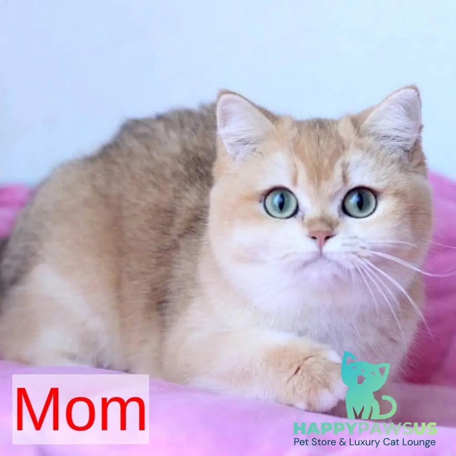 Zherom British Shorthair male black golden chinchilla - live animals