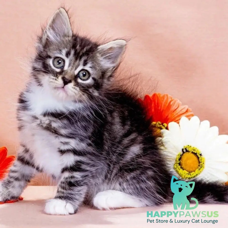 Zhikharka Siberian female black with white spotted tabby - live animals