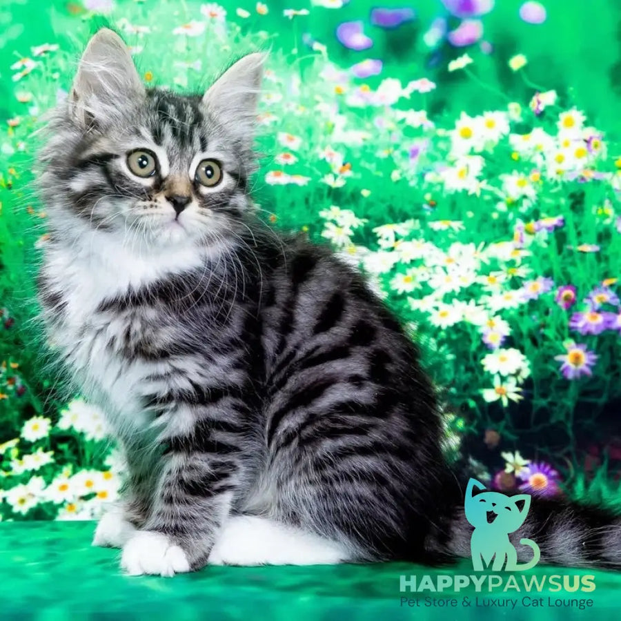 Zhikharka Siberian female black with white spotted tabby - live animals