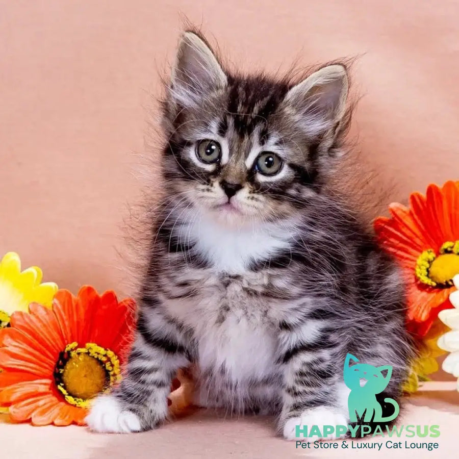 Zhikharka Siberian female black with white spotted tabby - live animals