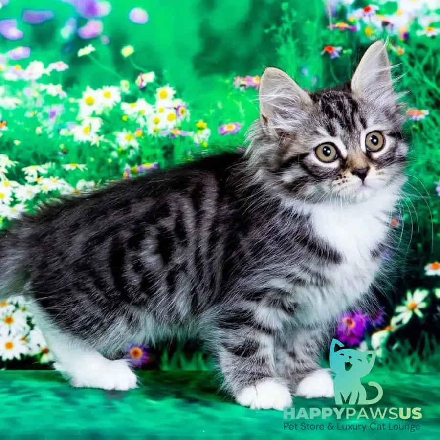 Zhikharka Siberian female black with white spotted tabby - live animals