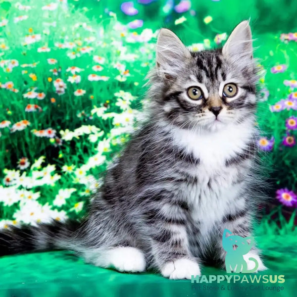 Zhikharka Siberian female black with white spotted tabby - live animals