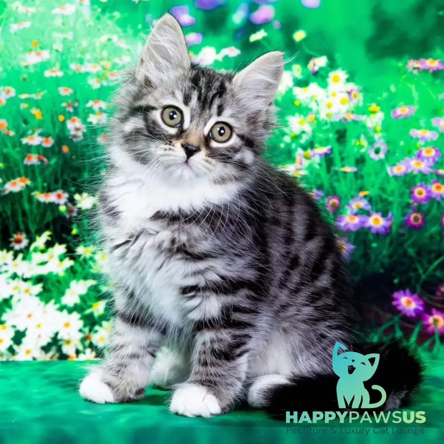 Zhikharka Siberian female black with white spotted tabby - live animals