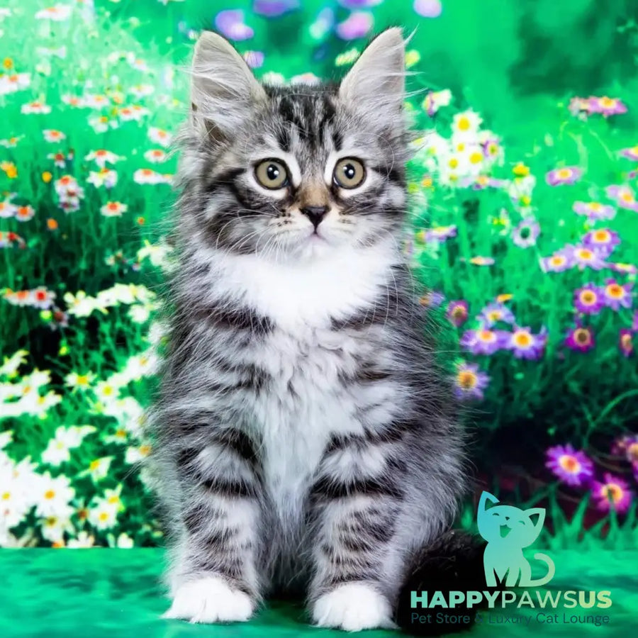 Zhikharka Siberian female black with white spotted tabby - live animals