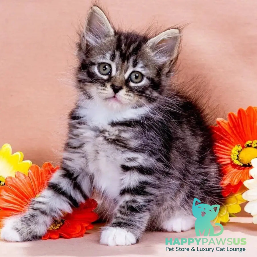 Zhikharka Siberian female black with white spotted tabby - live animals