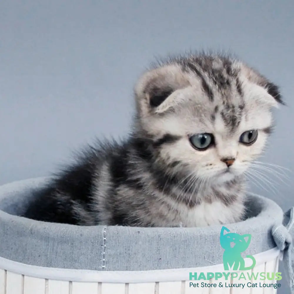 Zhizel Scottish Fold female black silver tabby - live animals