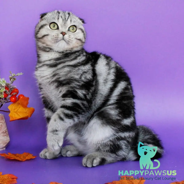 Zhizel Scottish Fold female black silver tabby - live animals