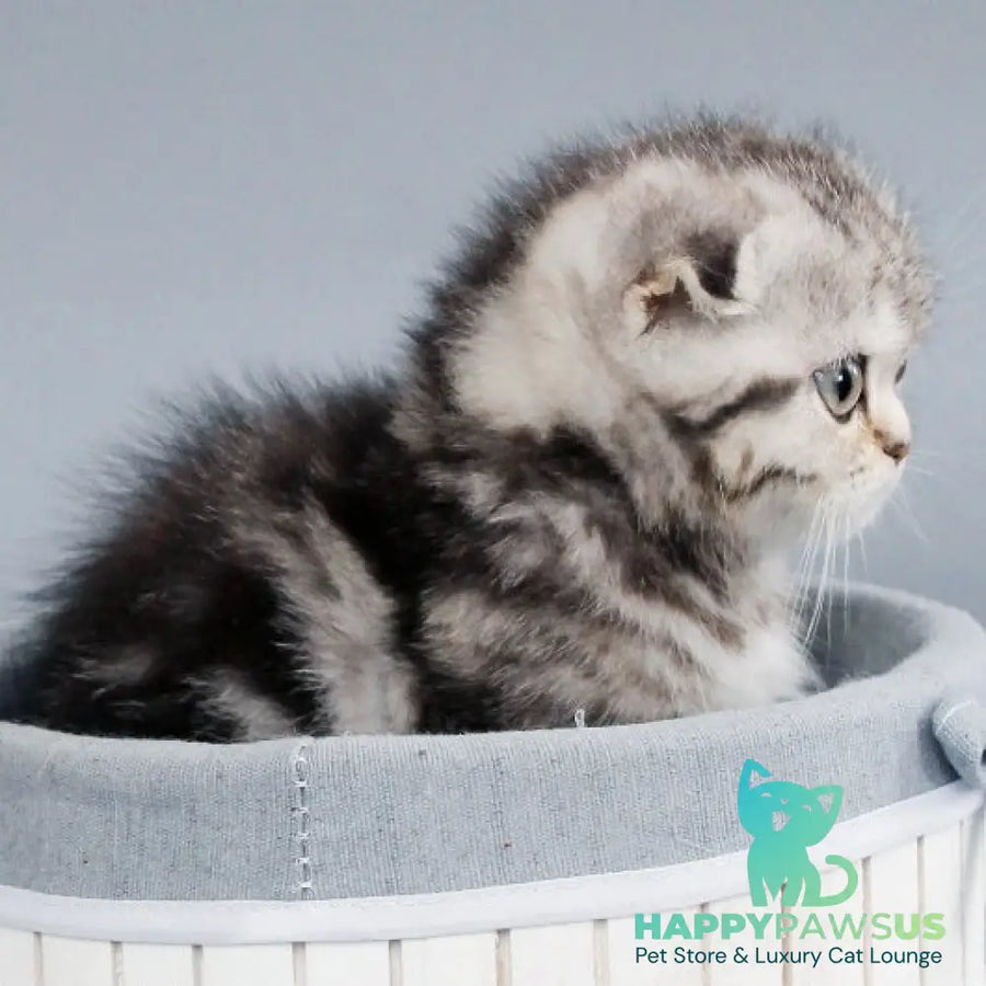 Zhizel Scottish Fold female black silver tabby - live animals